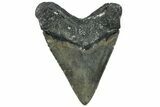 Serrated, Fossil Megalodon Tooth - North Carolina #319916-2
